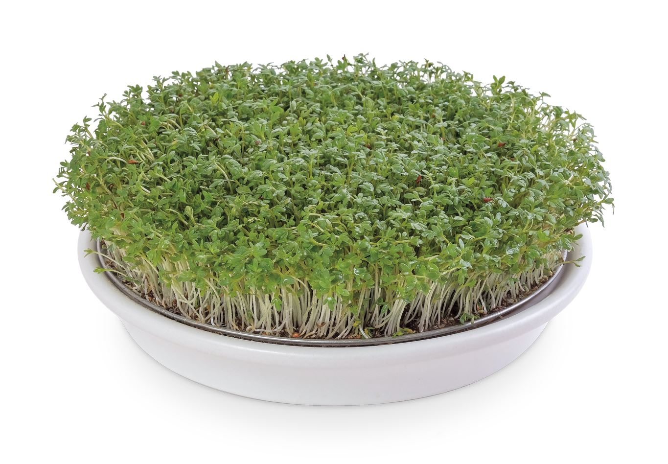 Eschenfelder - Kressesieb Edelstahl & Keramik - 21.5cm weiß